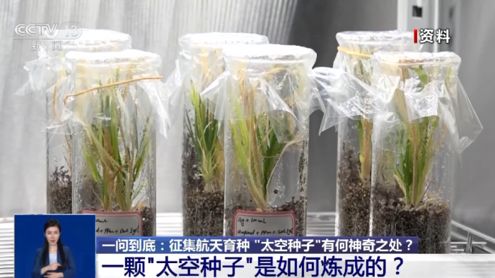 當農業遇上航天，種子的“星際改造計劃”